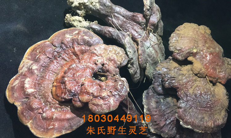 貴州野生赤靈芝干品圖片 貴州野生赤靈芝干品圖片