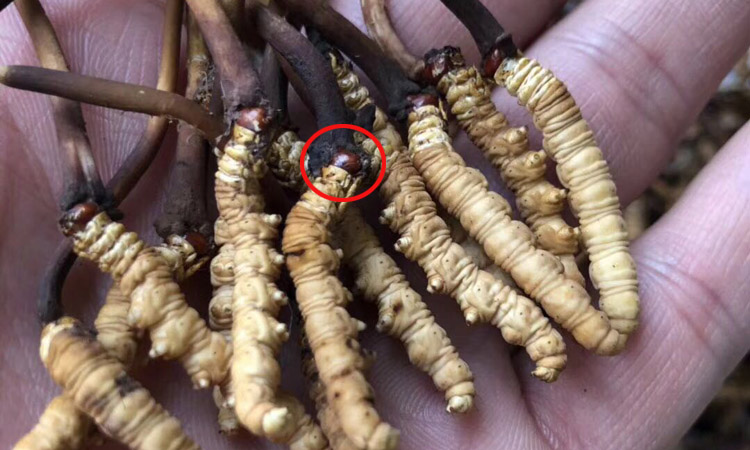 青海紅眼睛蟲(chóng)草圖片 青海紅眼睛蟲(chóng)草圖片