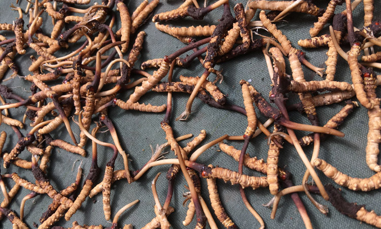 新鮮紅眼睛蟲(chóng)草圖片 新鮮紅眼睛蟲(chóng)草圖片