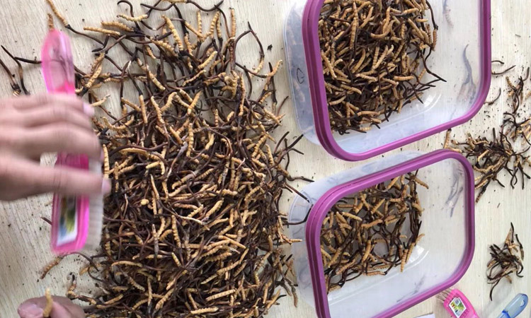 紅眼睛冬蟲(chóng)夏草圖片 紅眼睛冬蟲(chóng)夏草圖片