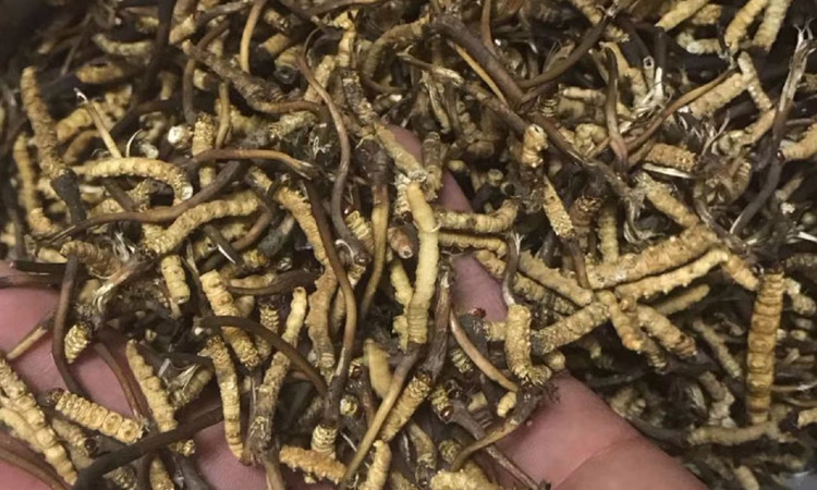 紅眼睛蟲(chóng)草斷草圖片 紅眼睛蟲(chóng)草斷草圖片