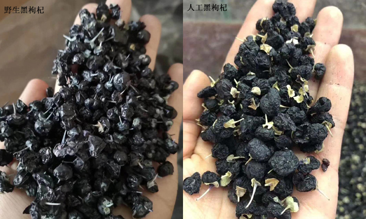 野生黑枸杞和人工黑枸杞對比圖片 野生黑枸杞和人工黑枸杞對比圖片