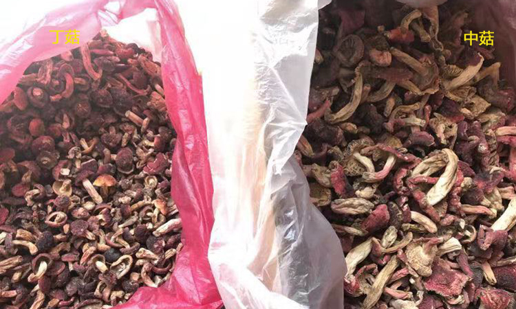 丁菇和中菇圖片對比 丁菇和中菇圖片對比