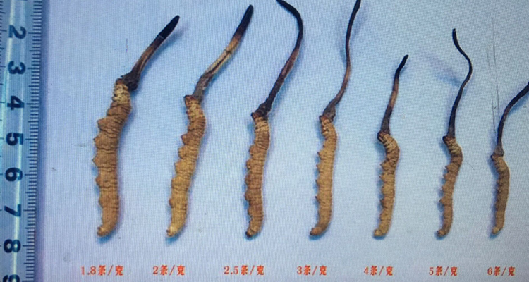 冬蟲夏草大小規格區別圖片 冬蟲夏草大小規格區別圖片