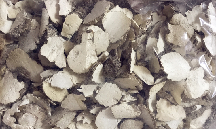 野生虎奶菌圖片 野生虎奶菌圖片