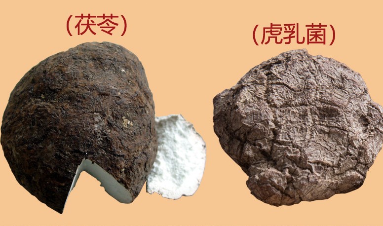 虎奶菌和茯苓的區別圖片 虎奶菌和茯苓的區別圖片
