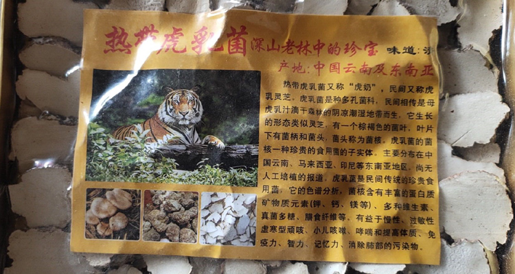 熱帶野生虎奶菌半斤圖片 熱帶野生虎奶菌半斤圖片