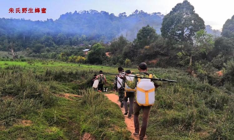 天然蜂蜜采摘團(tuán)隊(duì)