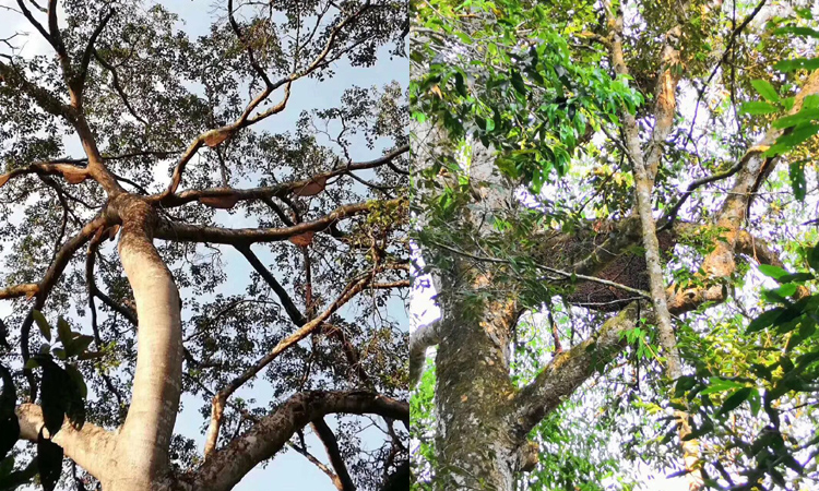 純天然蜂蜜之樹(shù)掛蜜