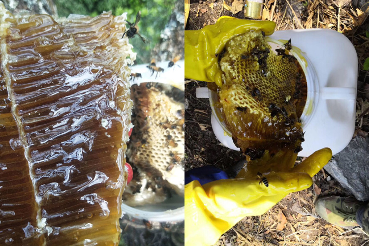 純天然蜂蜜近距離圖片