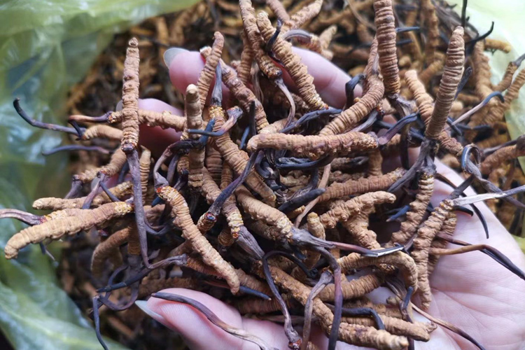 那曲冬蟲夏草照片 那曲冬蟲夏草照片