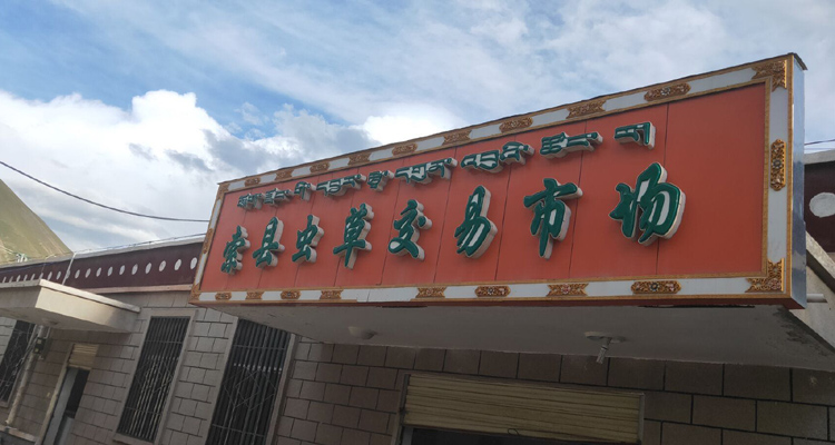 那曲索縣蟲草交易市場 那曲索縣蟲草交易市場