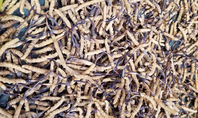 冬蟲夏草圖片3條1克 冬蟲夏草圖片3條1克