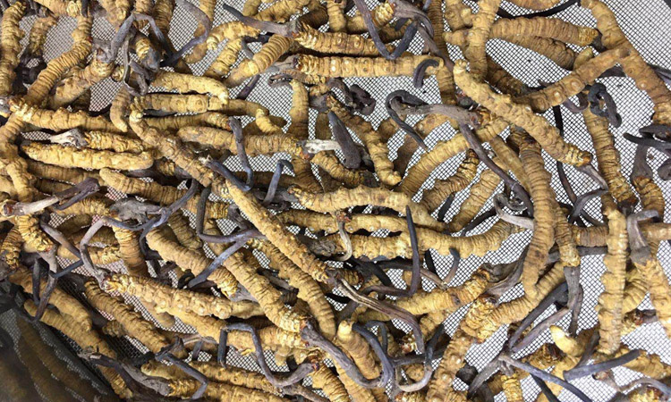 3根1克冬蟲夏草圖片 3根1克冬蟲夏草圖片