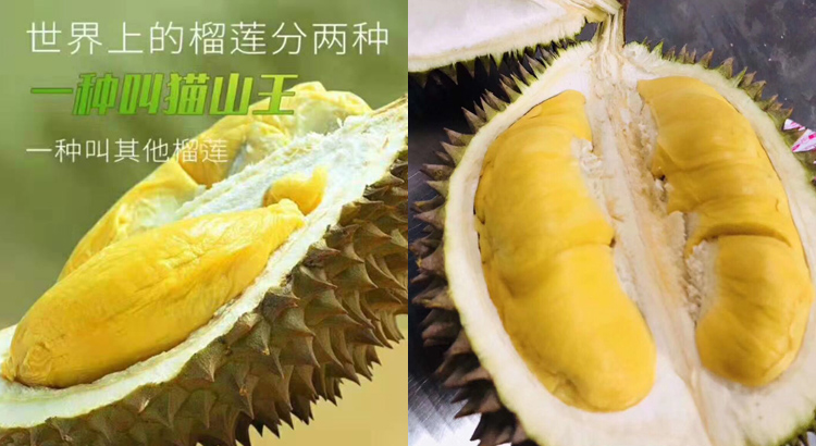 貓山王榴蓮果肉圖片 貓山王榴蓮果肉圖片