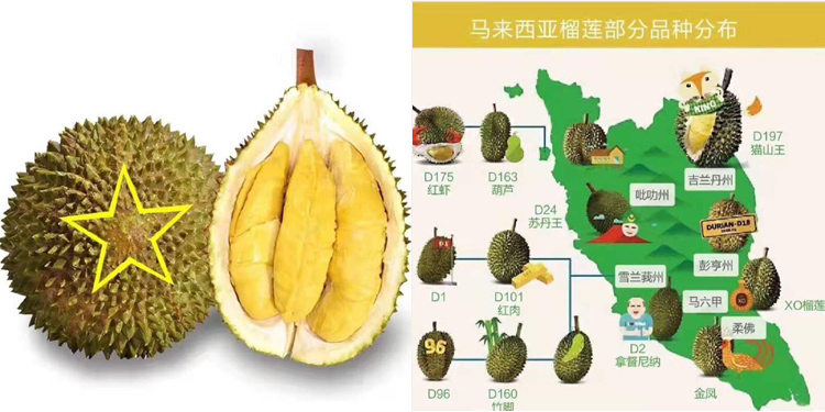 馬來西亞榴蓮介紹 馬來西亞榴蓮介紹