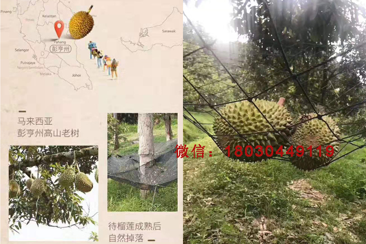馬來西亞貓山王榴蓮圖片 馬來西亞貓山王榴蓮圖片