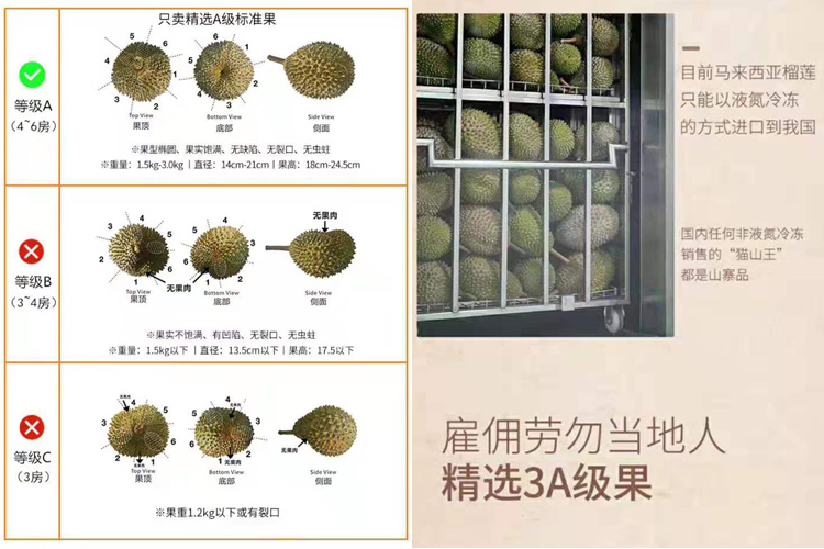 馬來西亞彭亨州勞勿縣榴蓮 馬來西亞彭亨州勞勿縣榴蓮