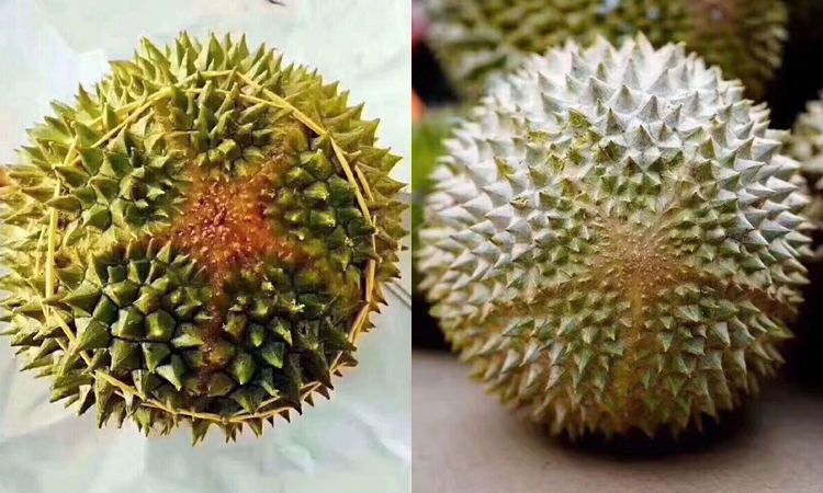 貓山王榴蓮5角星花紋特征圖片 貓山王榴蓮5角星花紋特征圖片