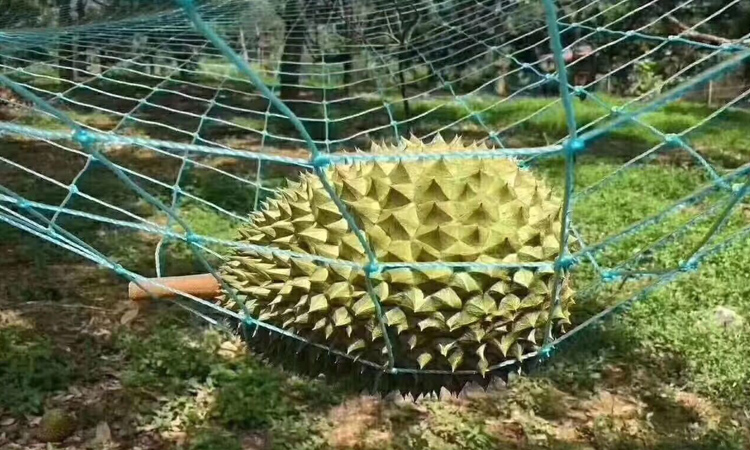 貓山王榴蓮自然掉落在人工網(wǎng)上 貓山王榴蓮自然掉落在人工網(wǎng)上