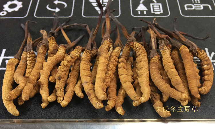 那曲冬蟲夏草3條一克干草圖片 那曲冬蟲夏草3條一克干草圖片
