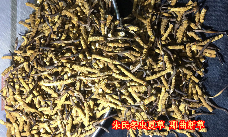 那曲冬蟲夏草斷草圖片 那曲冬蟲夏草斷草圖片