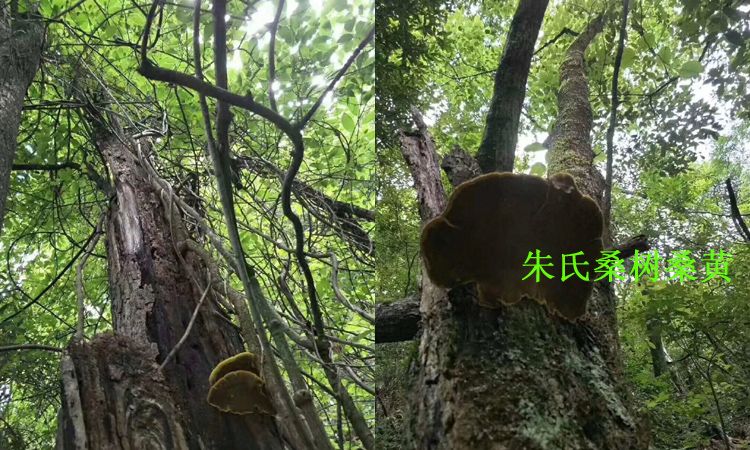 桑樹桑黃生長在桑樹上的圖片