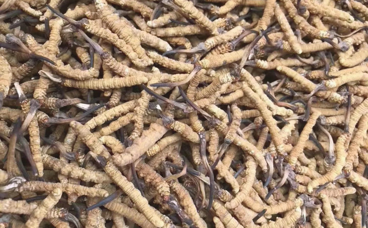 比如縣那曲蟲草圖片 比如縣那曲蟲草圖片