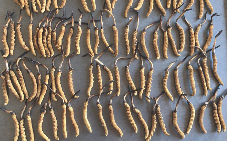 聶榮縣那曲蟲草圖片 聶榮縣那曲蟲草圖片