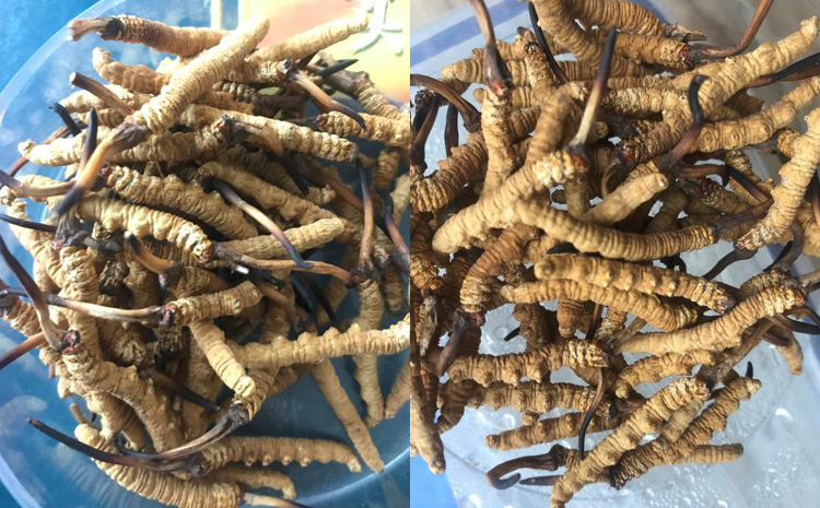 索縣那曲蟲草圖片 索縣那曲蟲草圖片