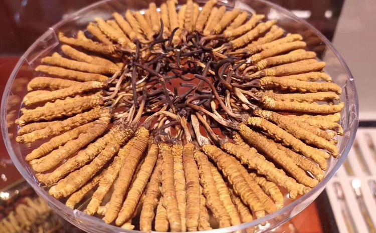 嘉黎縣那曲蟲草圖片 嘉黎縣那曲蟲草圖片