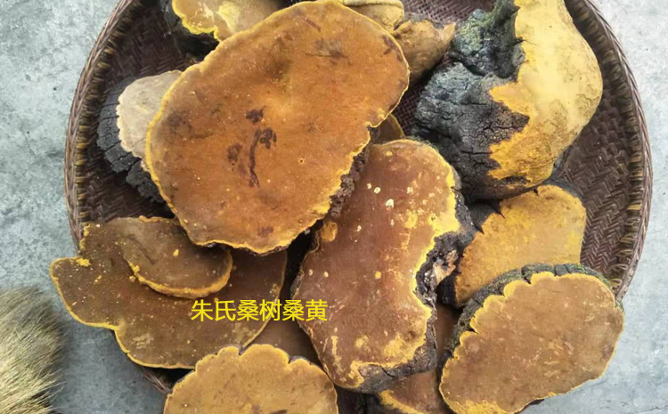 新鮮采摘的桑樹桑黃圖片 新鮮采摘的桑樹桑黃圖片