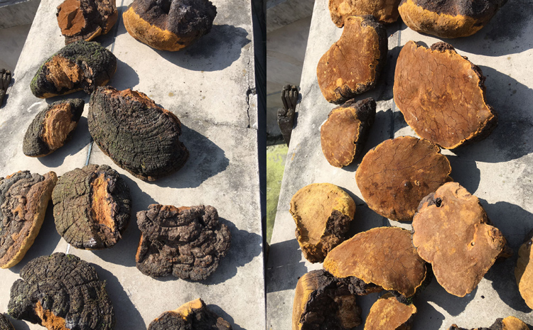 野生桑樹桑黃晾曬中 野生桑樹桑黃晾曬中