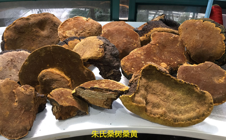 暴曬后的桑樹桑黃肉面有裂紋 暴曬后的桑樹桑黃肉面有裂紋