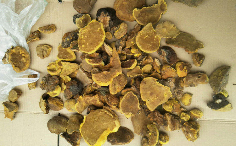 純野生桑樹桑黃圖片 純野生桑樹桑黃圖片