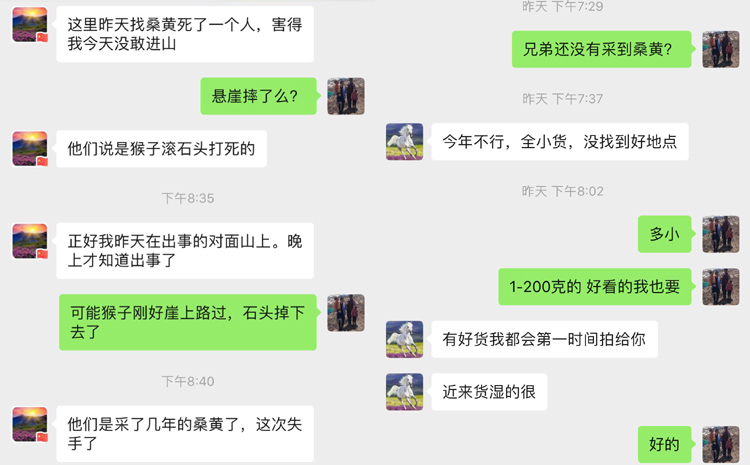 野生桑黃采摘變困難圖片 野生桑黃采摘變困難圖片