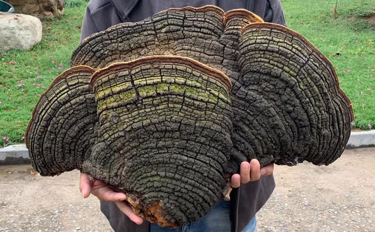 野生桑樹桑黃10公斤圖片 野生桑樹桑黃10公斤圖片