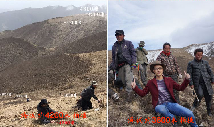 青藏高原灌木林分布海拔 青藏高原灌木林分布海拔