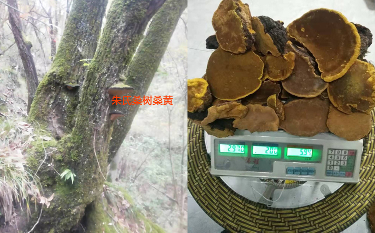 野生桑樹桑黃圖片