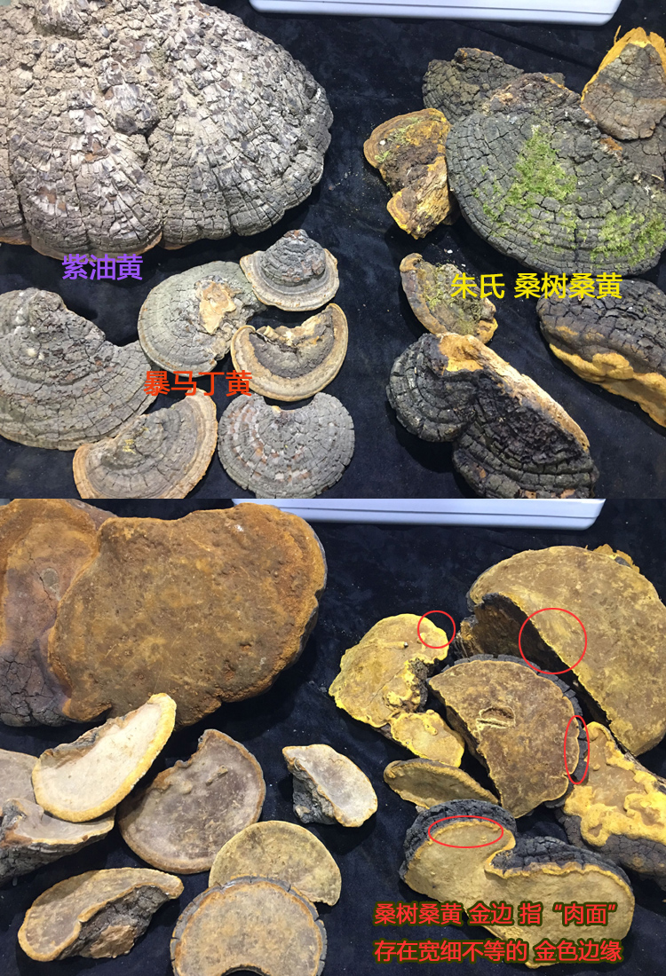 暴馬丁桑黃與紫油桑黃和桑樹桑黃區(qū)別圖片