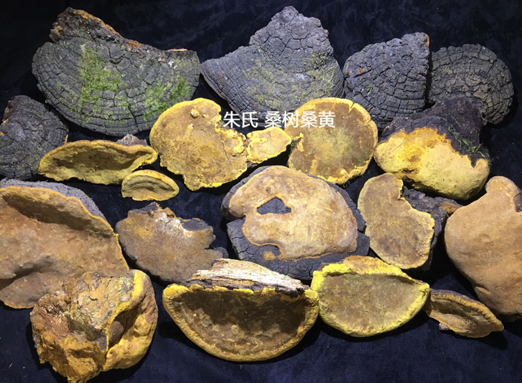 真正的野生桑黃什么樣圖片