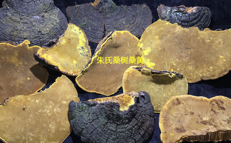 野生桑樹桑黃圖片 野生桑樹桑黃圖片