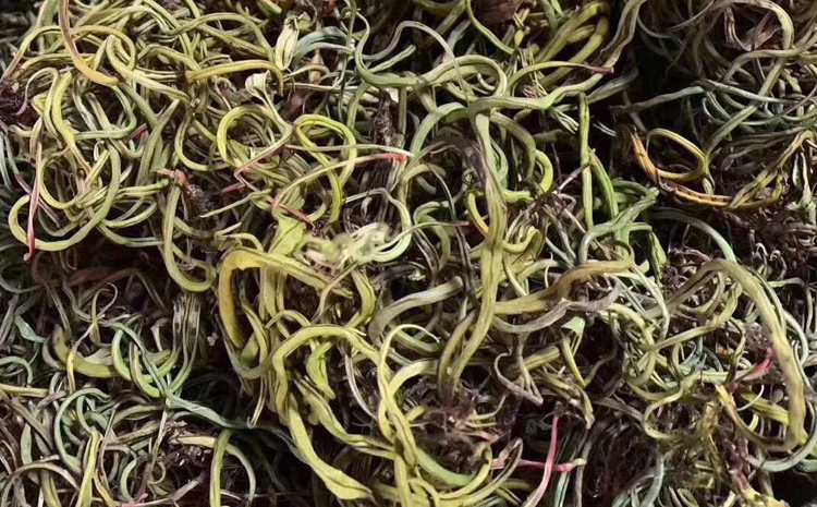 老撾野生化石草圖片 老撾野生化石草圖片