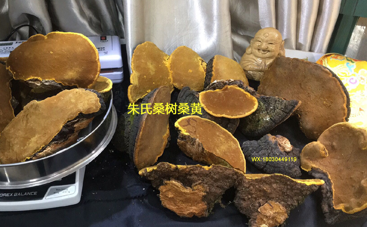 野生桑樹桑黃圖片 野生桑樹桑黃圖片