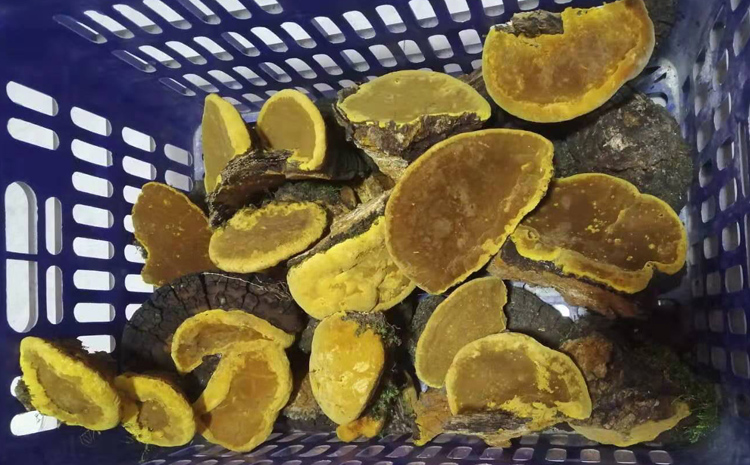 野生桑樹桑黃圖片 野生桑樹桑黃圖片