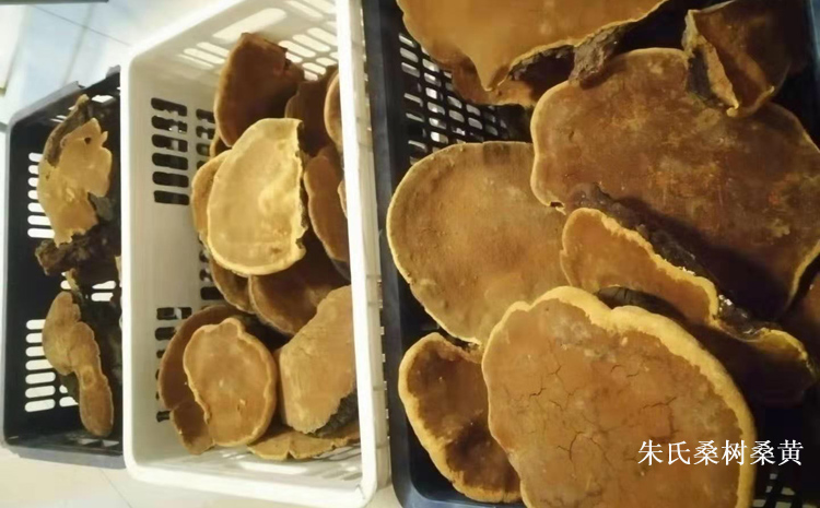 野生桑樹桑黃圖片 野生桑樹桑黃圖片