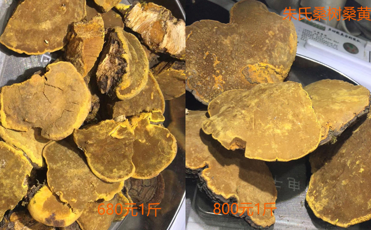 野生小桑樹桑黃圖片 野生小桑樹桑黃圖片