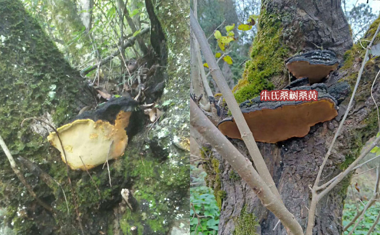 野生桑黃生長樹上的圖片1 野生桑黃生長樹上的圖片1