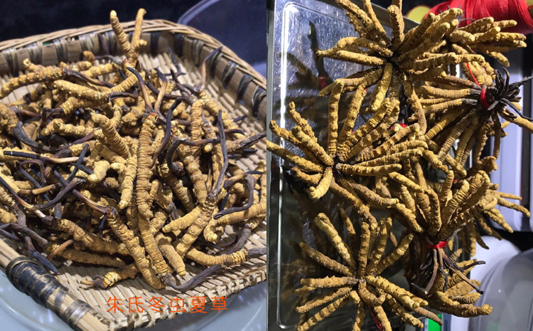 三級(jí)那曲冬蟲夏草圖片 三級(jí)那曲冬蟲夏草圖片