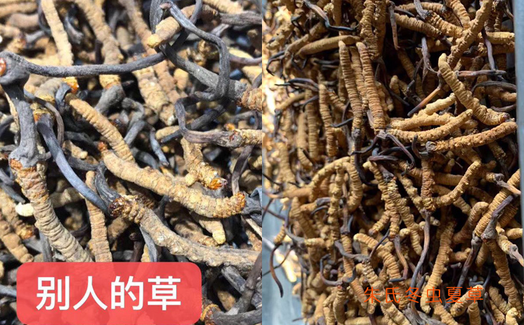 三級(jí)冬蟲夏草對(duì)比 三級(jí)冬蟲夏草對(duì)比